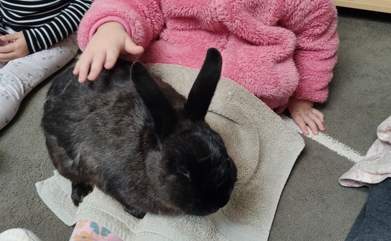 The bunnies are so calm!!! The children love them! - Happy Easter | Montessori Children's House