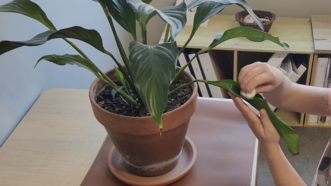 Looking After Our Environment