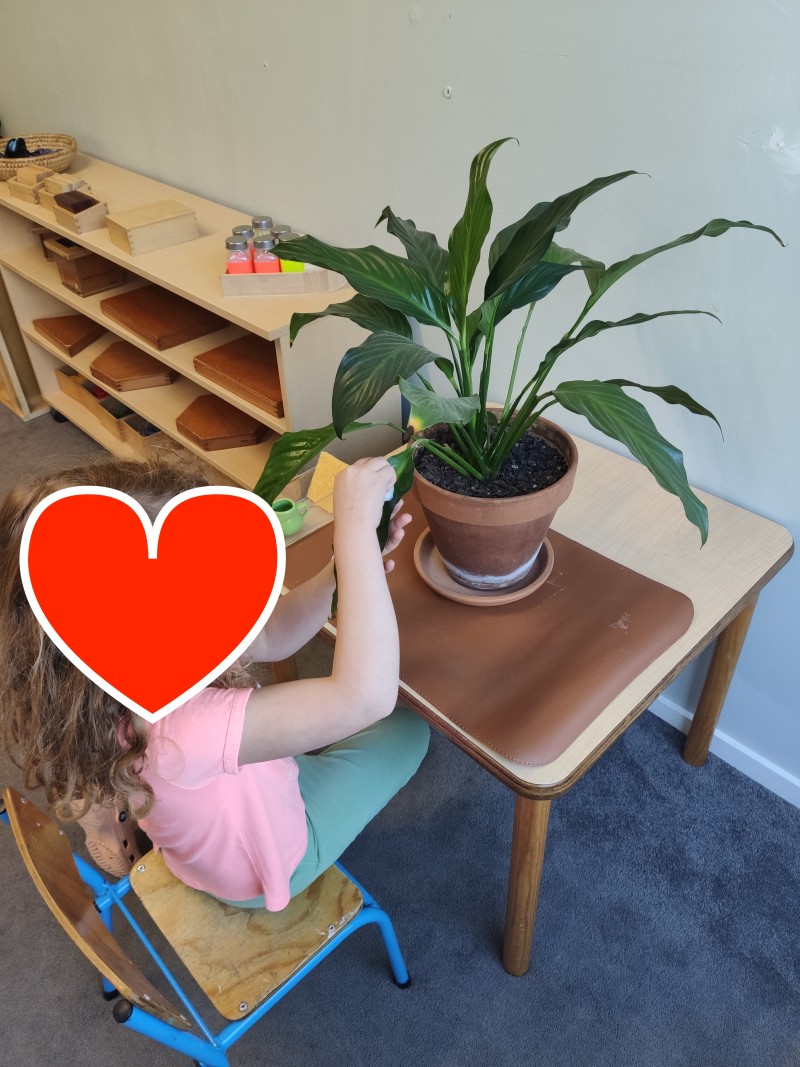 Montessori child carefully cleaning plant leaves and caring for the classroom environment. - News  | Montessori Children's House