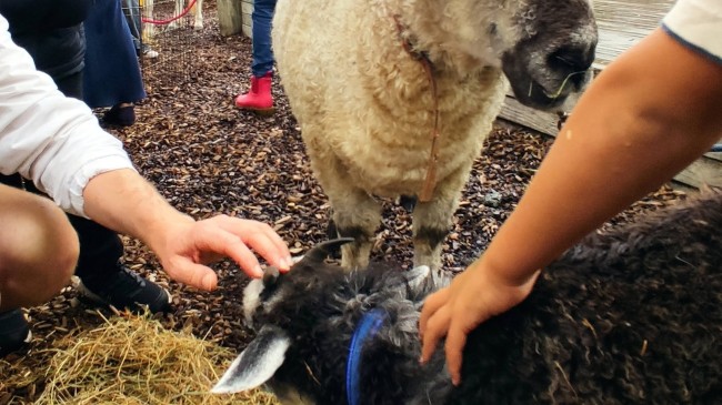 A Special Visit from the Petting Zoo