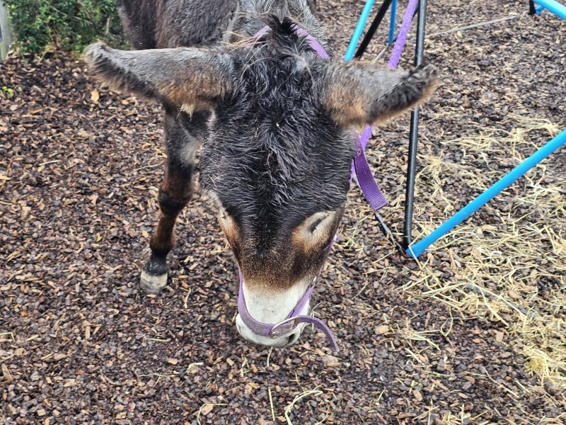 Children learning about farm animals through hands-on experiences with a friendly donkey. - News  | Montessori Children's House