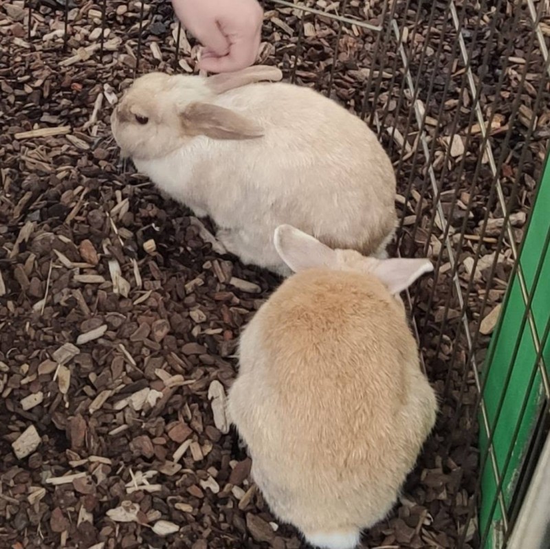 Montessori children gently observing and caring for rabbits during an animal education visit. - A Special Visit from the Petting Zoo | Montessori Children's House