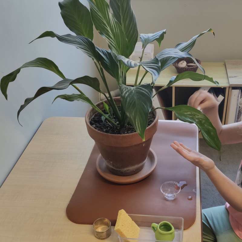 Developing responsibility and concentration through plant care in a Montessori classroom. - News  | Montessori Children's House