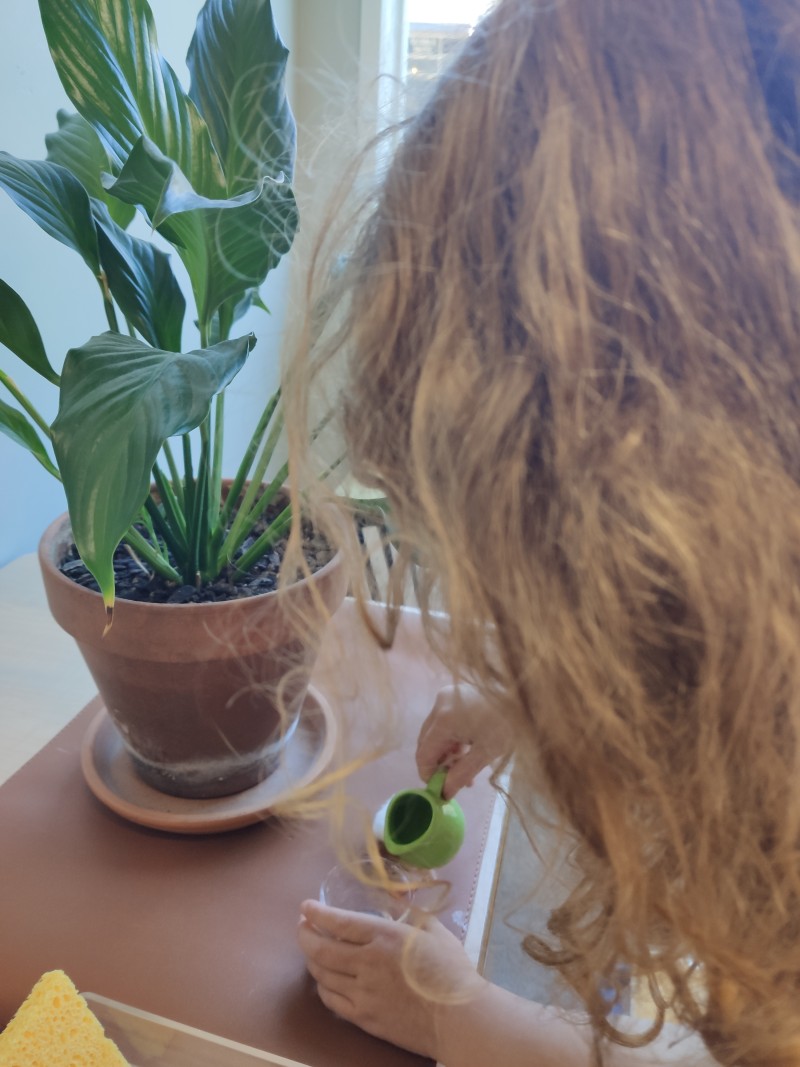 Child watering a classroom plant as part of Montessori practical life activities. - Looking After Our Environment | Montessori Children's House