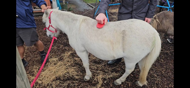 Children practising gentle animal care by helping brush a miniature pony during a petting zoo visit. - News  | Montessori Children's House