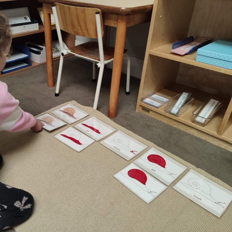 Insect Study for term 3 - News  | Montessori Children's House